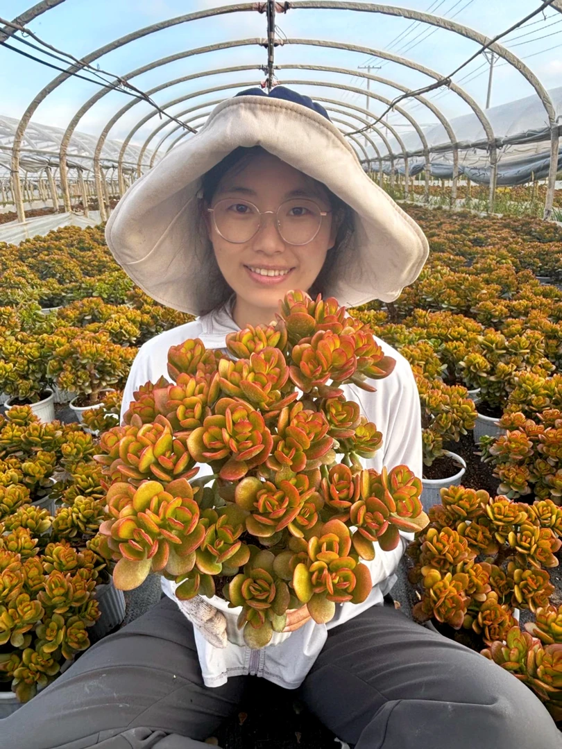 老桩红叶玉树 多肉植物 好养基地直发 带盆带土 新手