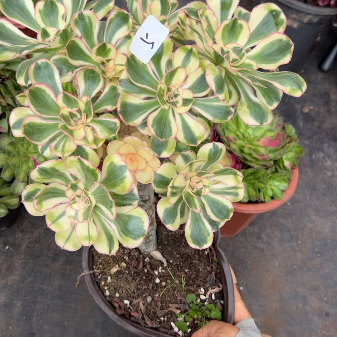 5燕子多肉植物系