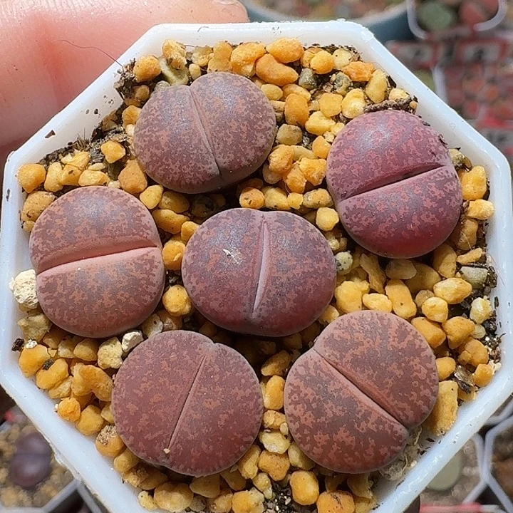 女***°生石花22222。  370