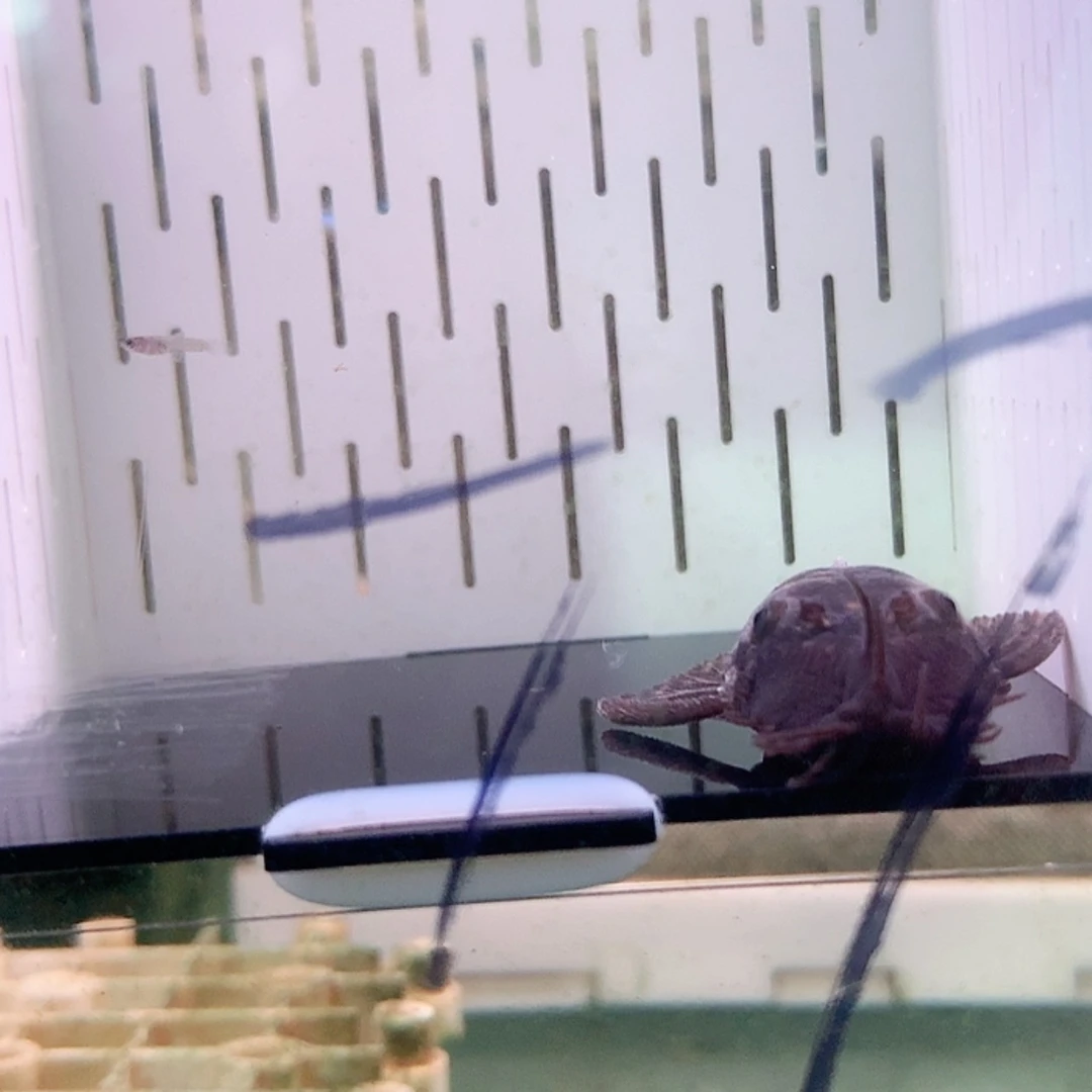 【闪购商品】头层牛皮革