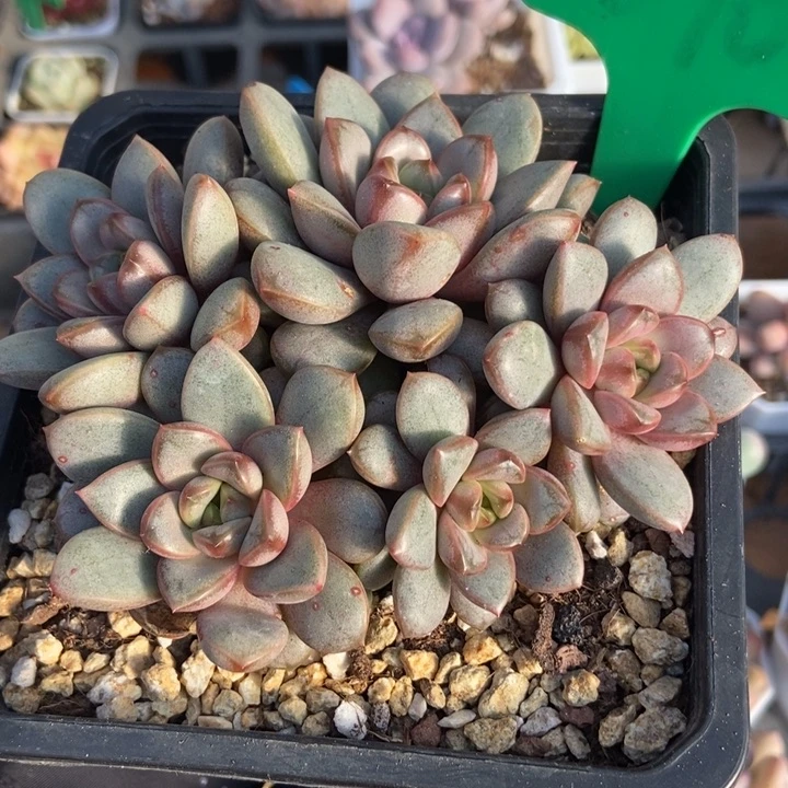 090葡萄多肉植物保护