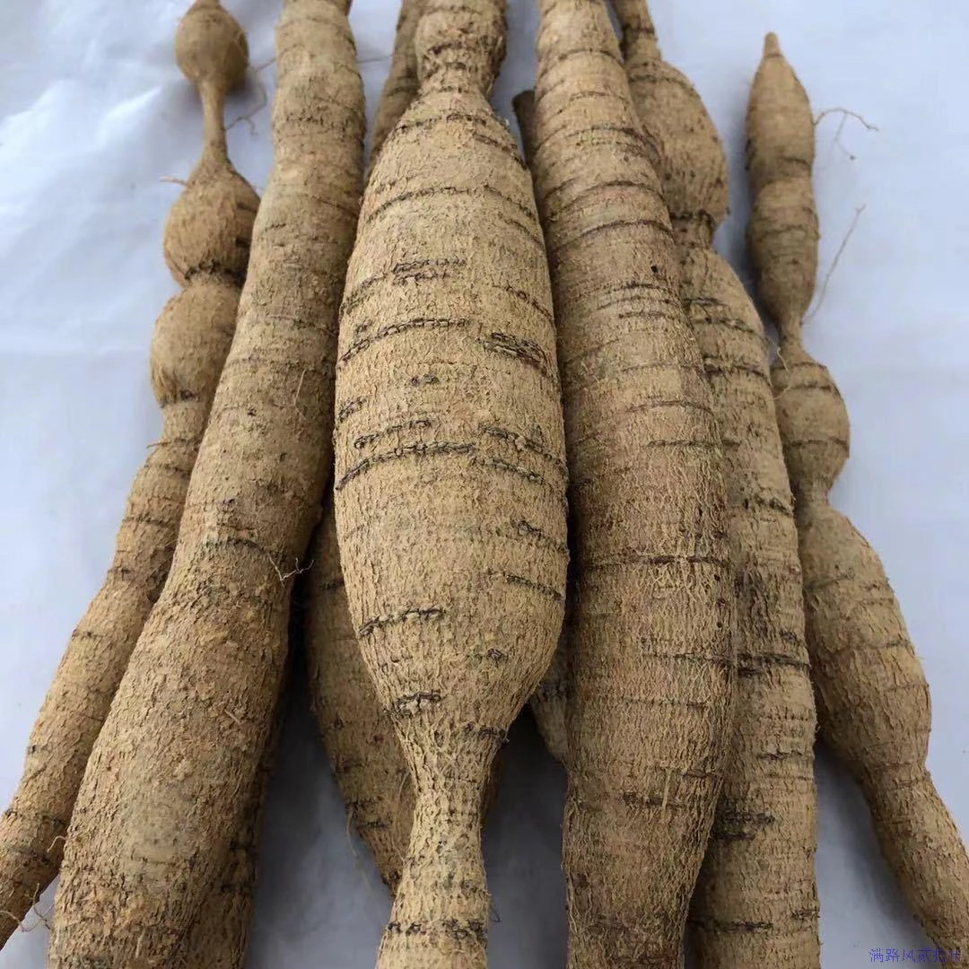 新鲜牛大力深山自然生长