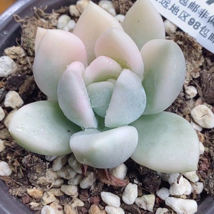 小*熊470奥普半宽锦 小方花圃一物一拍