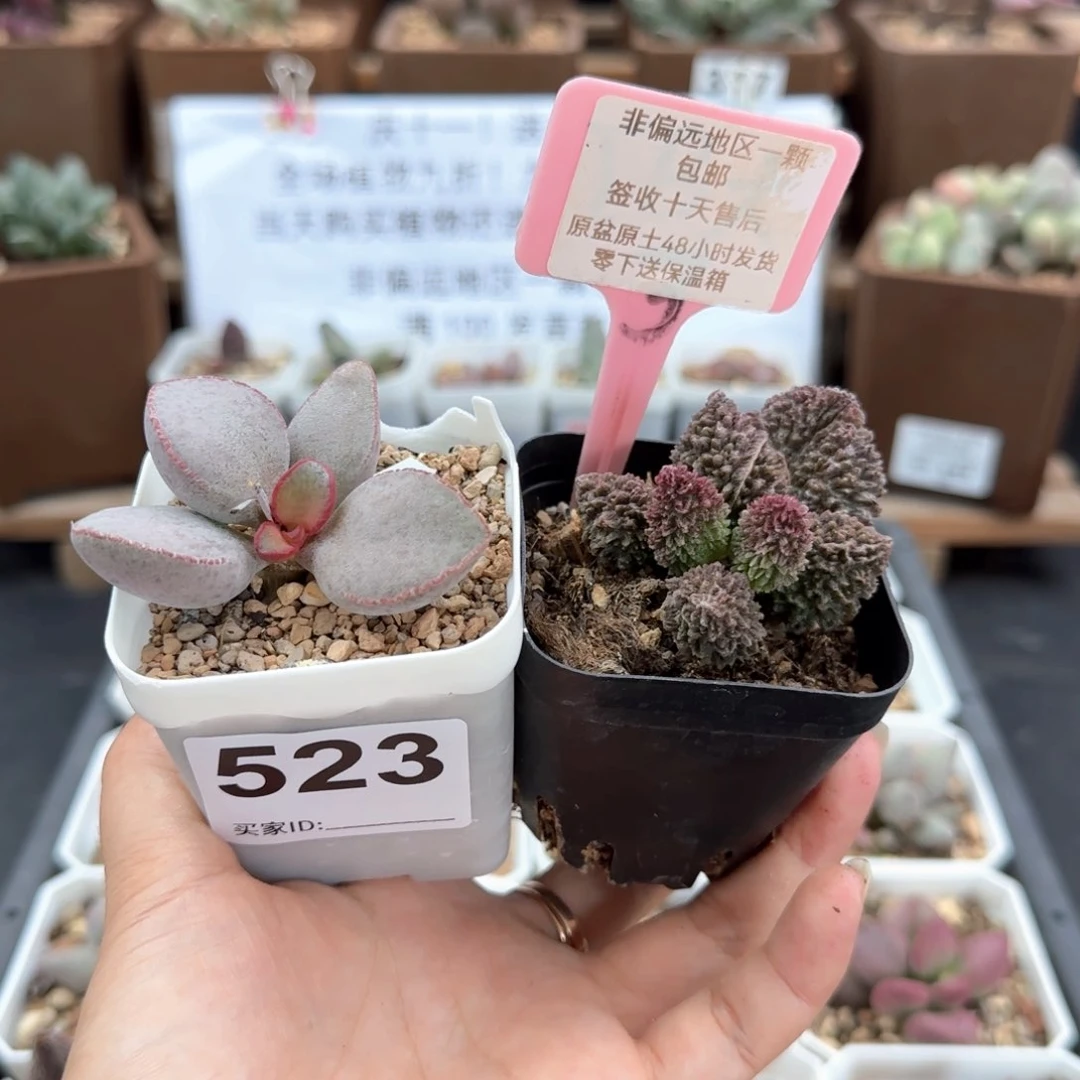 523红边白蛋朱紫玉多肉植物