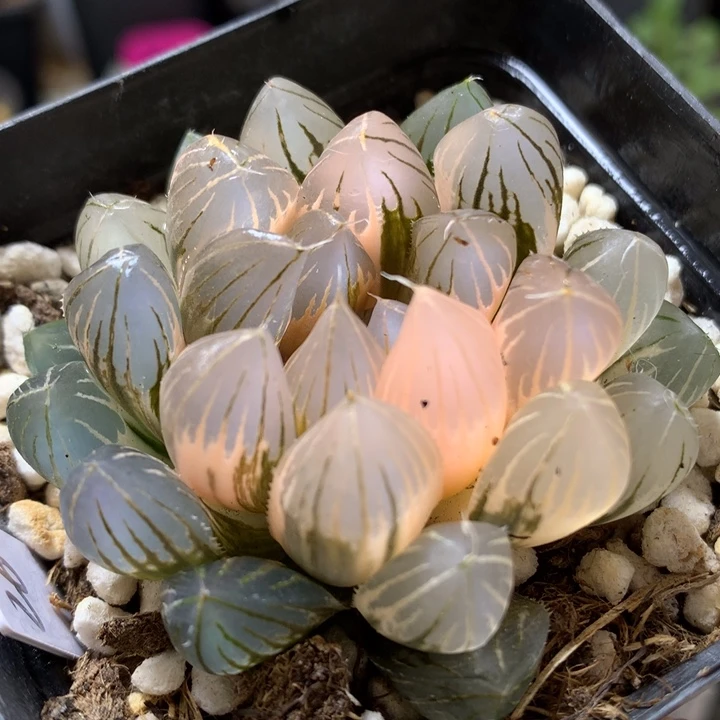 霓虹灯玉露锦带盆土发货