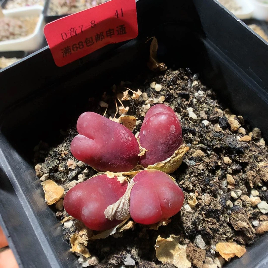 【闪购商品】7-8-41 毛1群 41