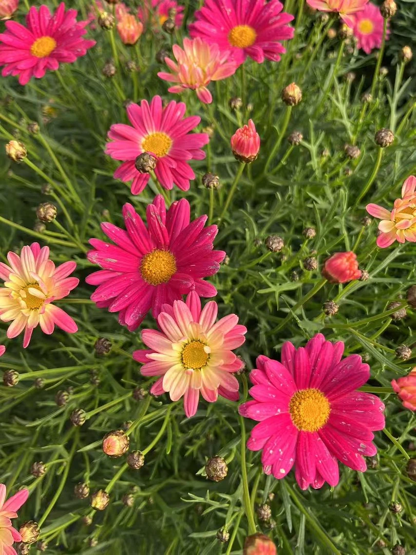 玛格丽特大加仑盆（糖果色）  适合庭院阳台盆栽地栽