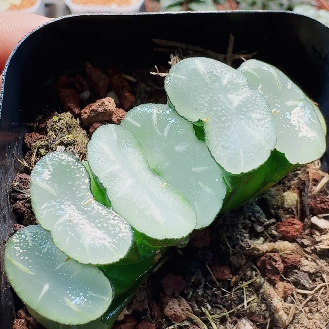 十二卷 透镜玉扇新粉福利