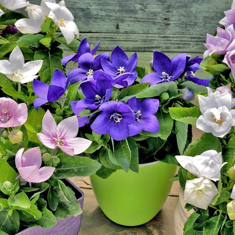 桔梗花种子 洋桔梗种子 四季种易活 室内阳台盆栽植物春秋播花卉