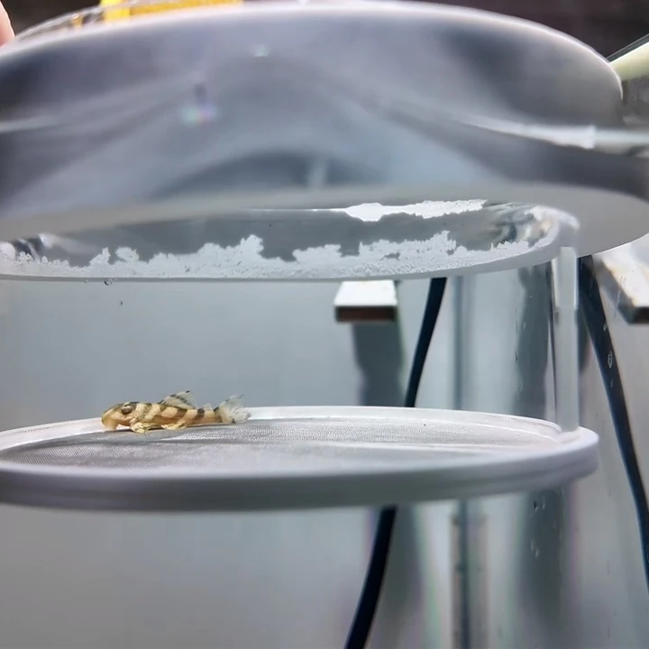 清道夫鱼27号皇室333