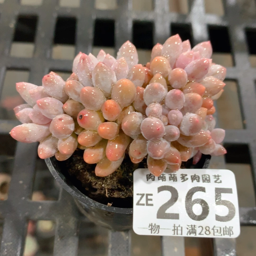 肉萌萌拇指盆精控多肉ZE265