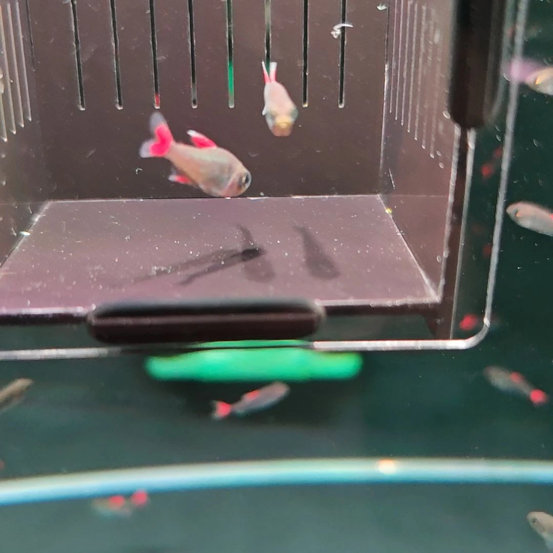 灯科鱼精选灰太狼2条