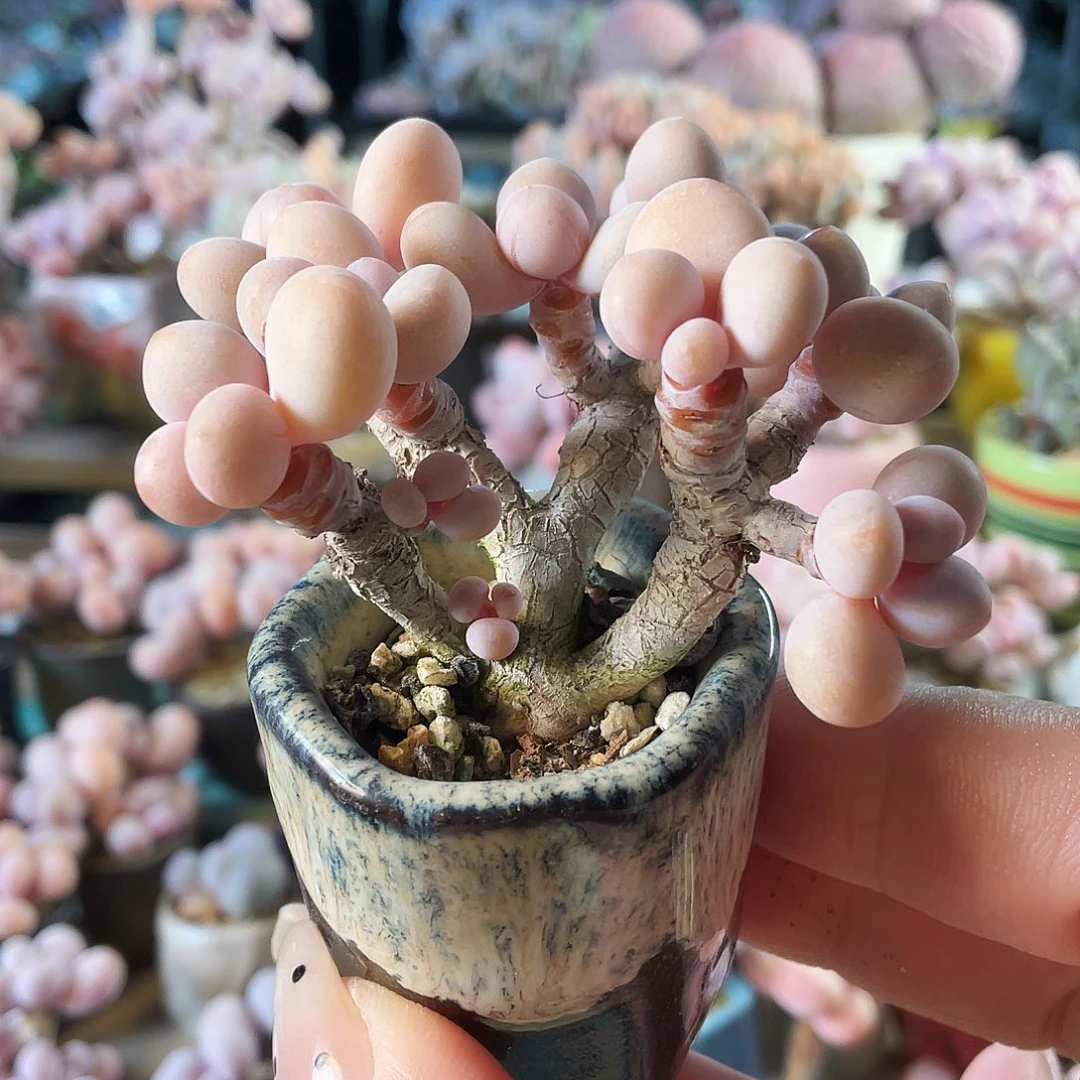 悟***问多肉植物的生长发育与生长发育的关系