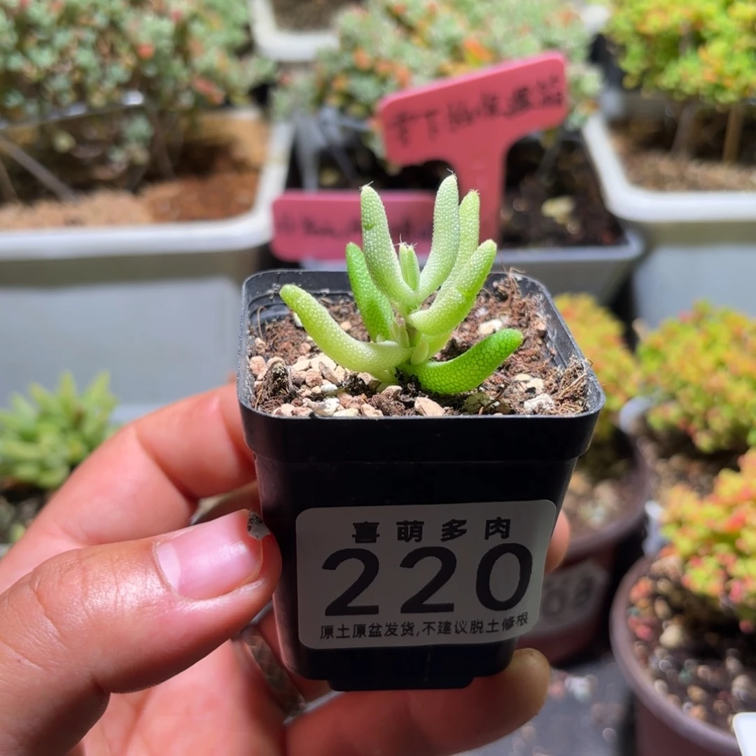 枝干番杏密橘玉米锦220