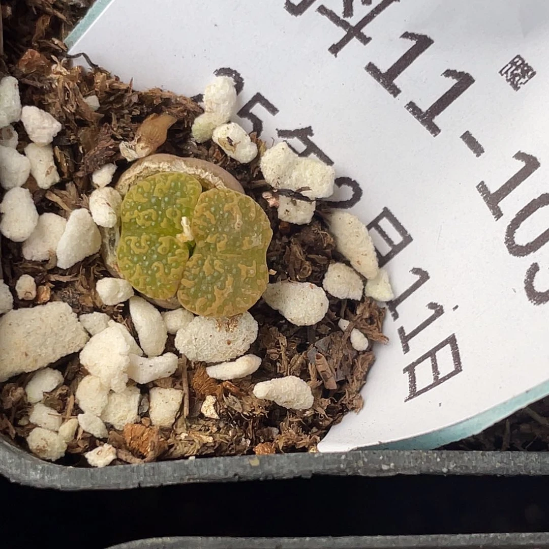 11-103泡泡勋章肉锥