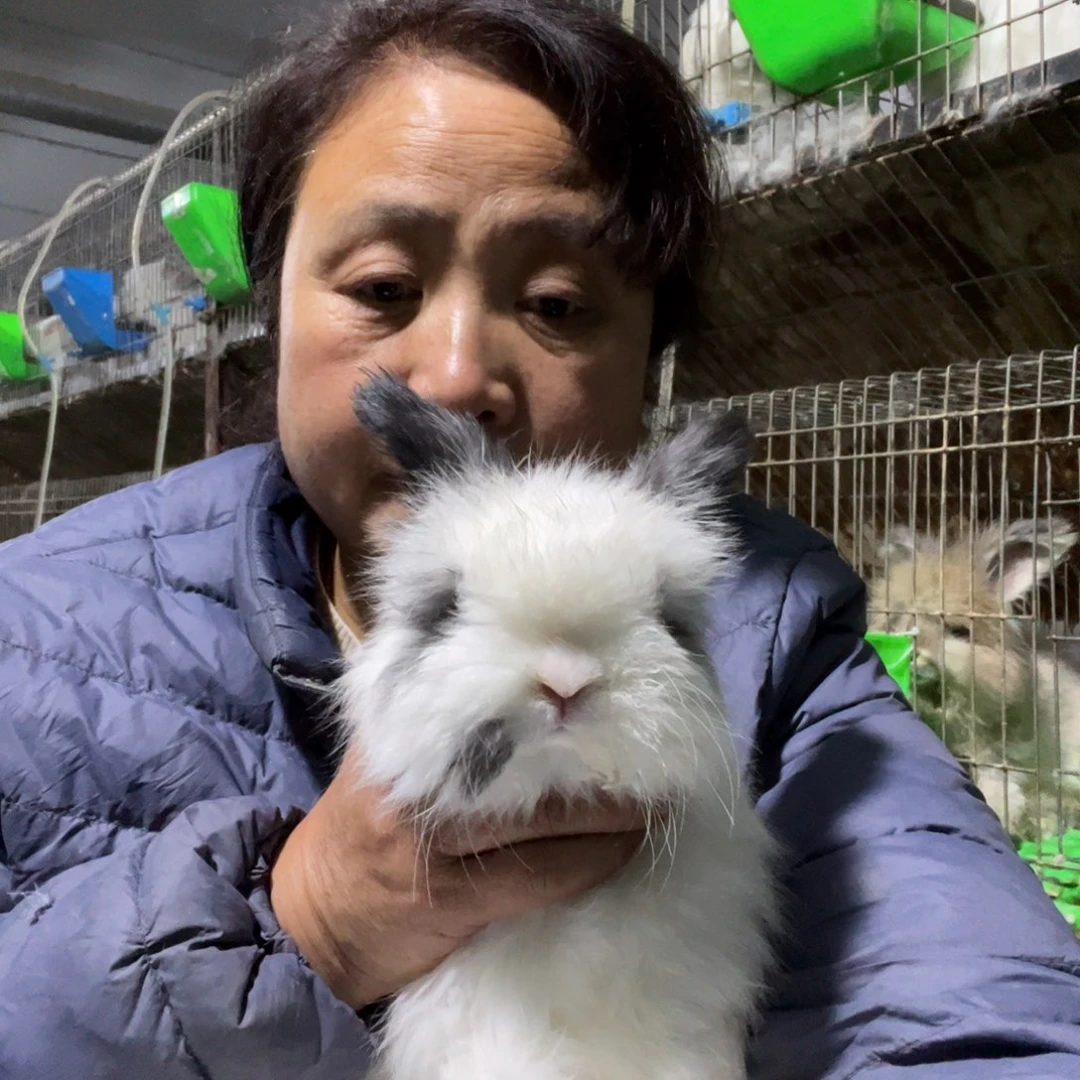 宠物兔英系安哥拉兔