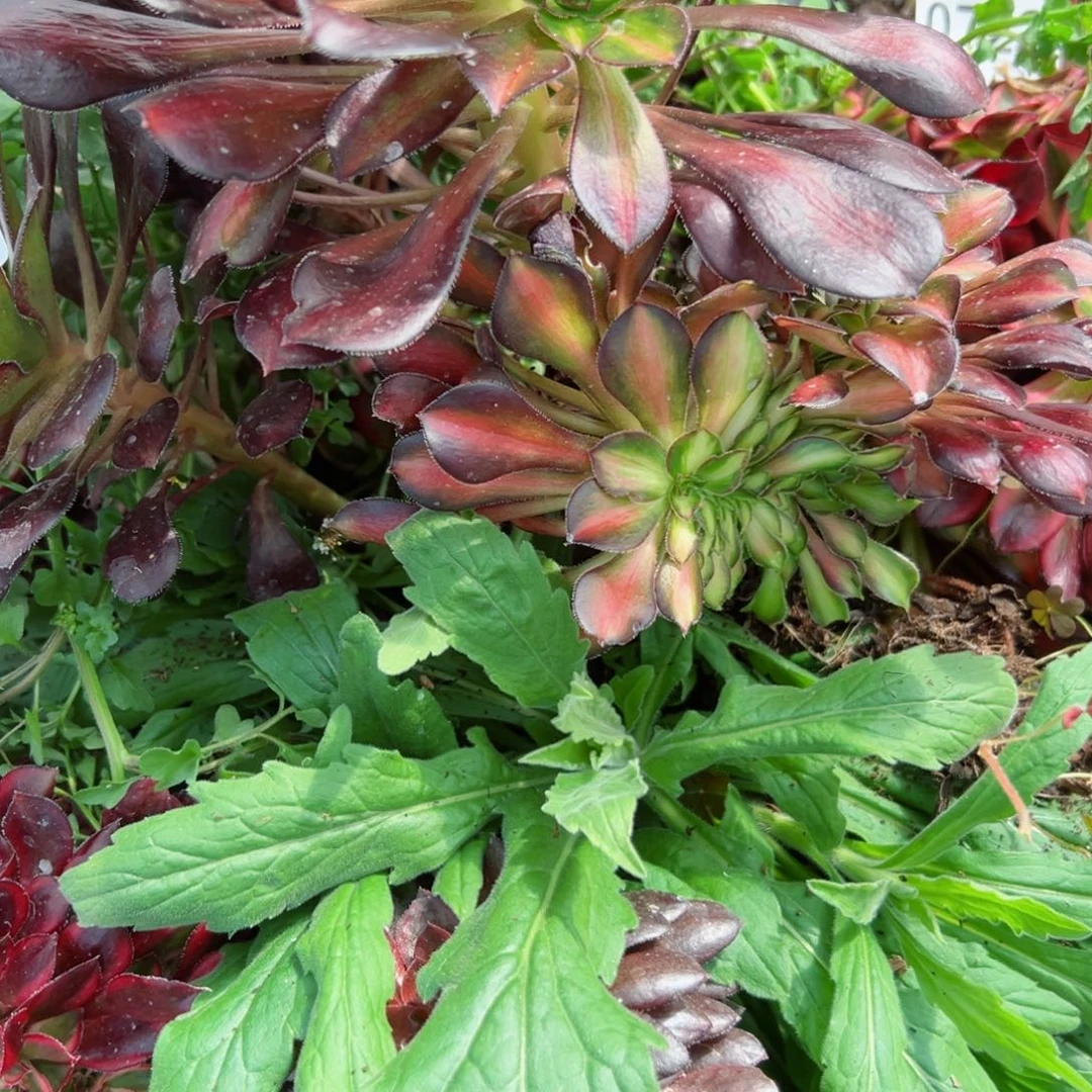 724 号多肉植物法师新年福利