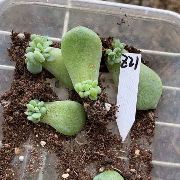 群生珍妮z21芽苗一个的多肉