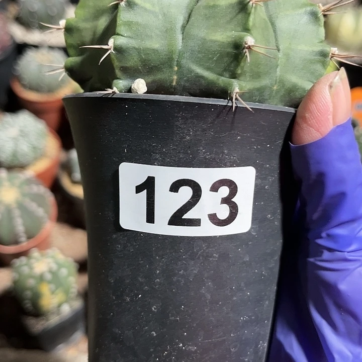 全部花朵米*达1111111111111