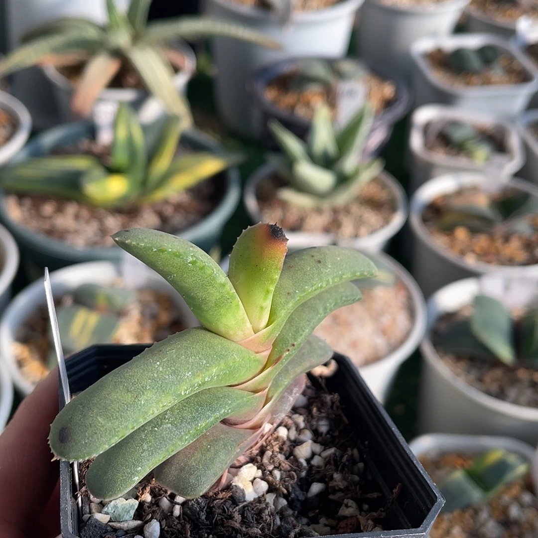 9***玩脱土发货1111111111