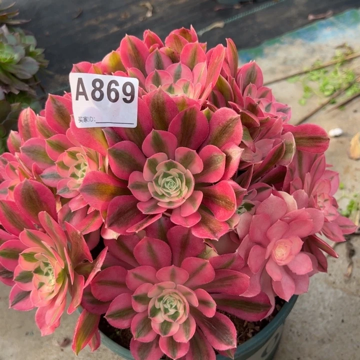 869女巫25厘米左右