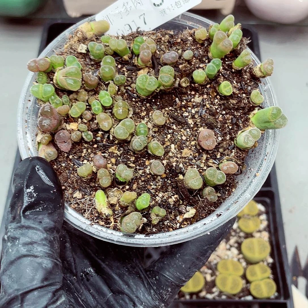 生石花18包邮0917-38