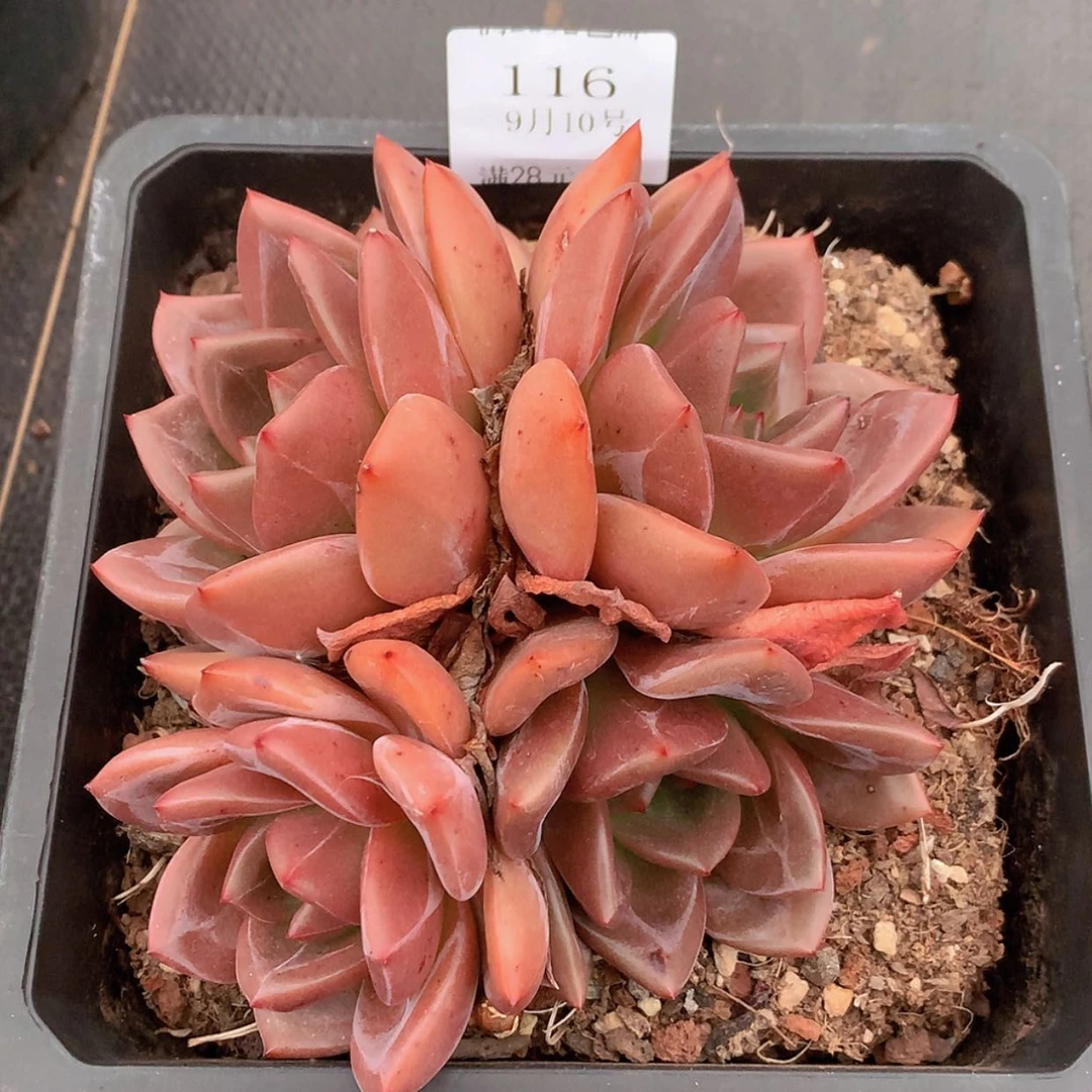 【闪购商品】云116号