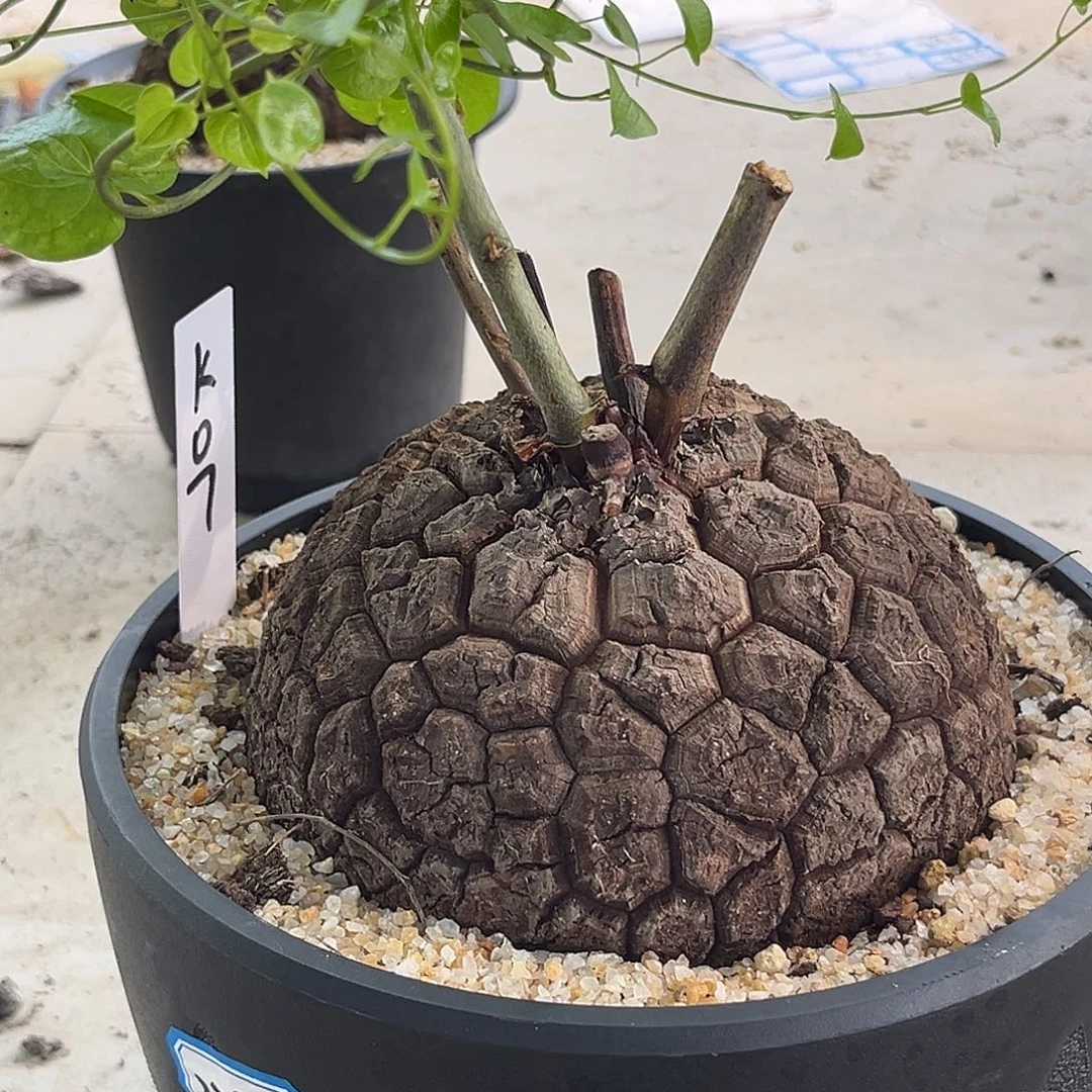 汤圆植物黑皮龟甲龙