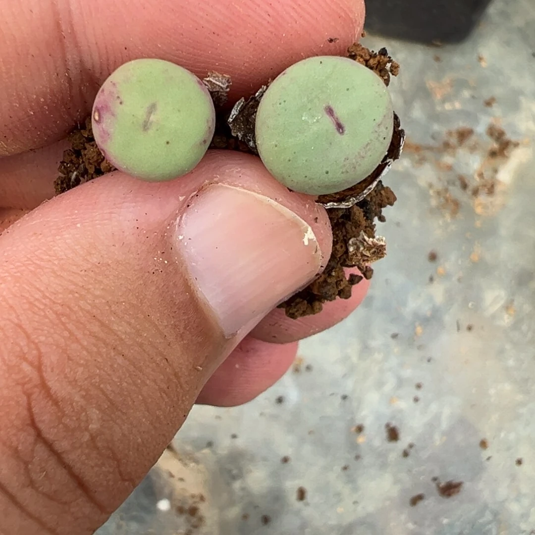 11-67红嘴多肉植物，