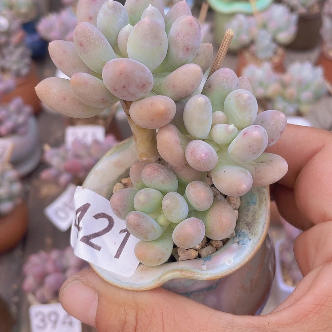 溜溜球多肉植物的