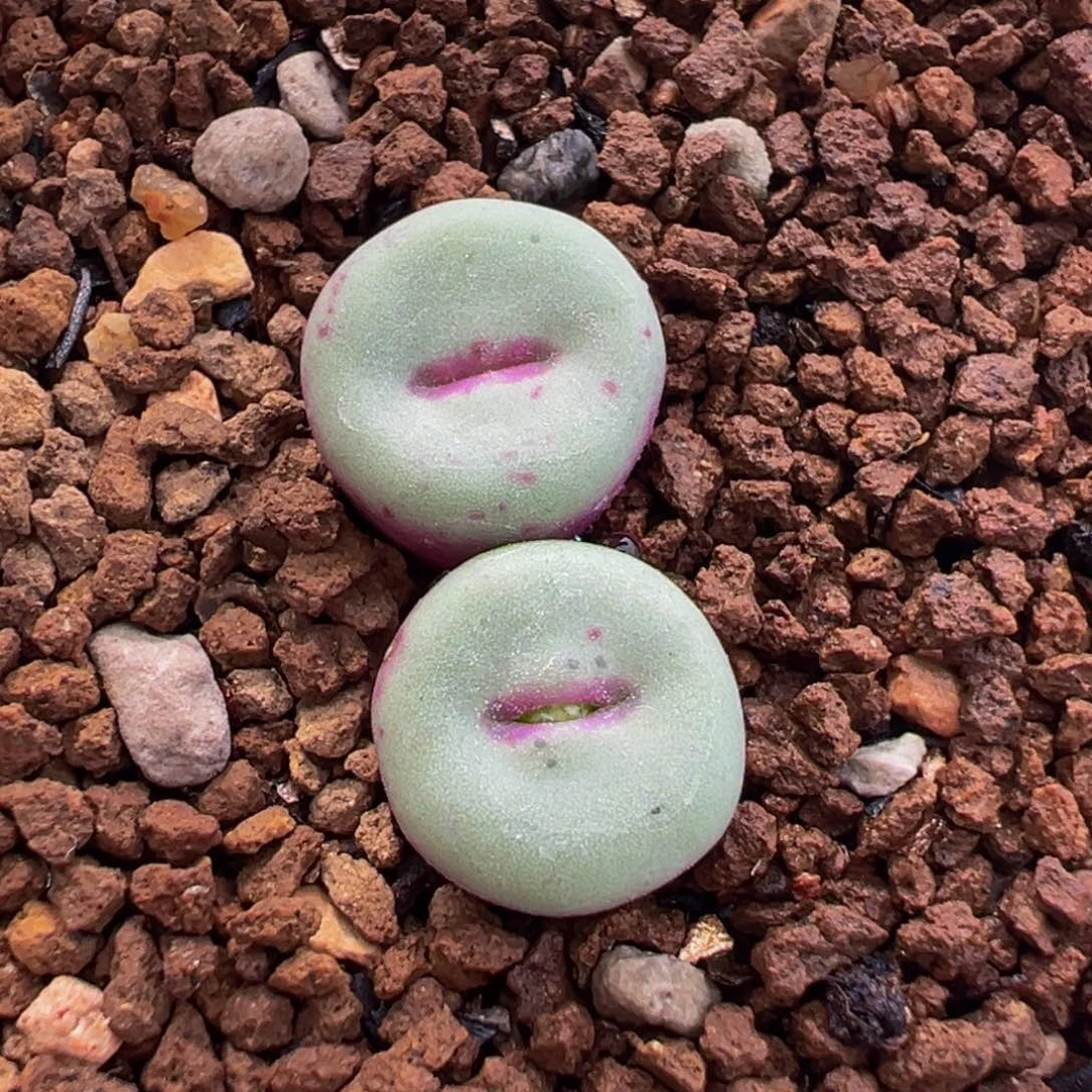 752多肉植物种类多样