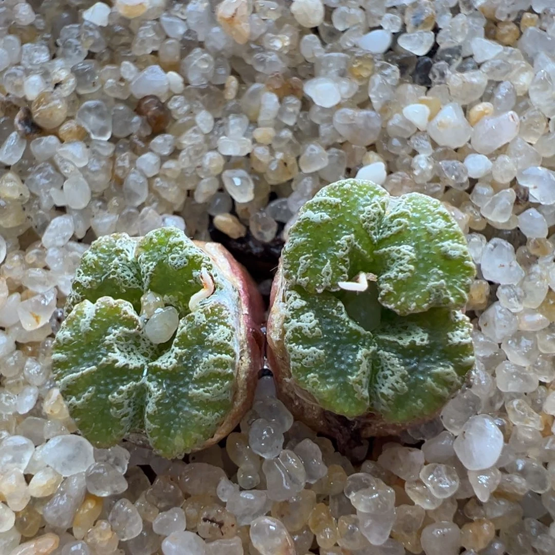 868。江南优选核桃仁超蝶