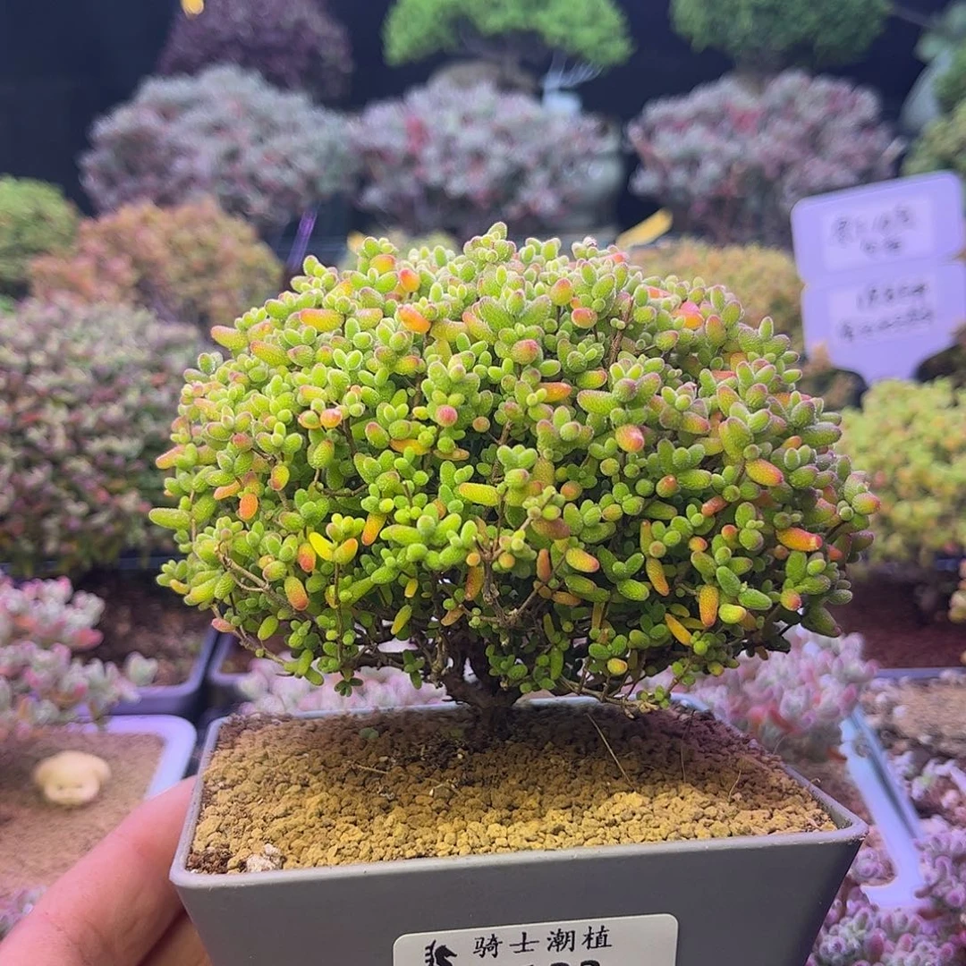 133蜜橘糖球枝干番杏