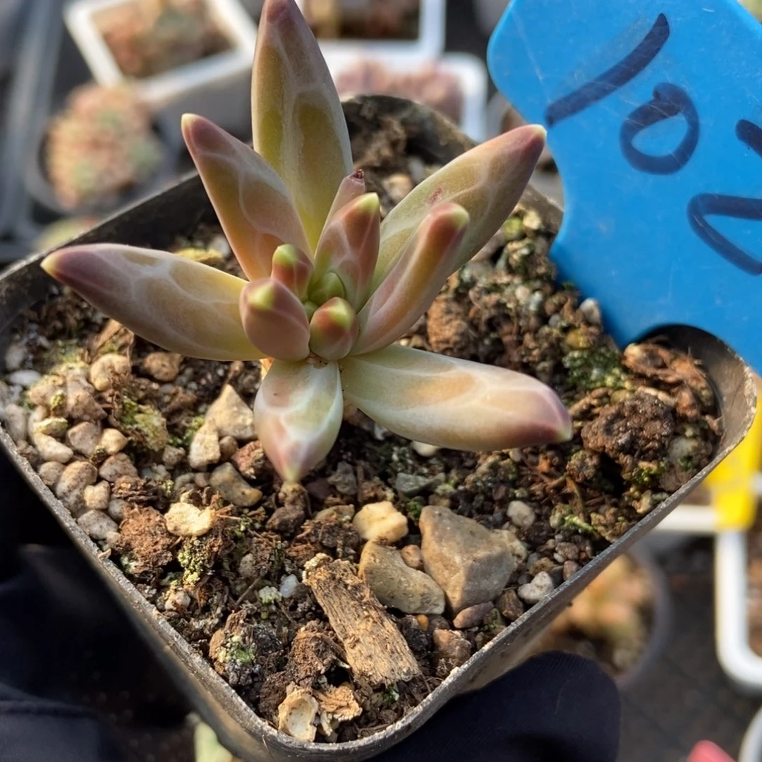 1022梵高美人多肉植物保护