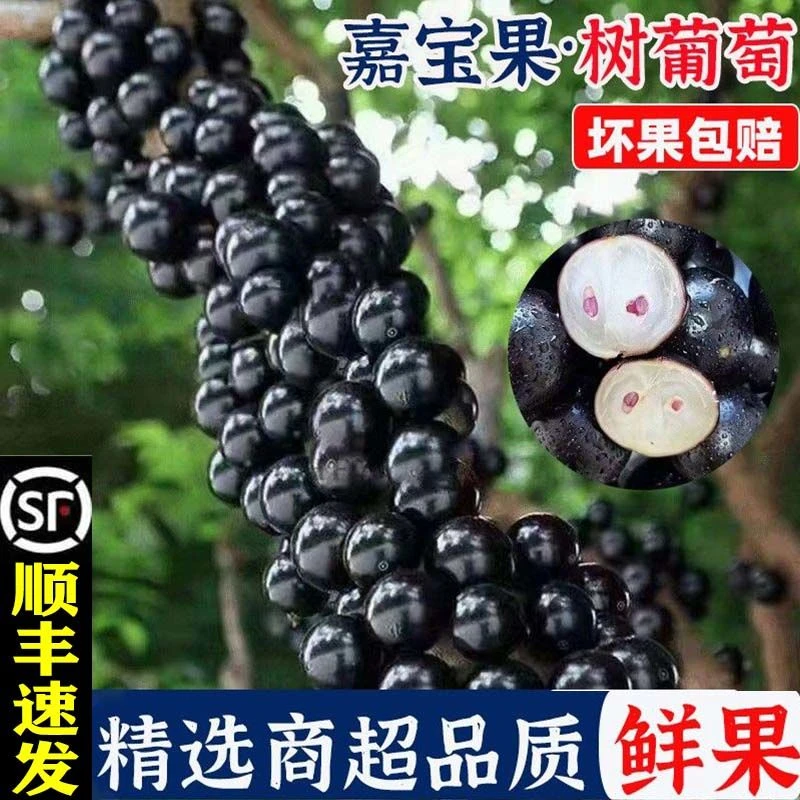 顺丰包邮正宗嘉宝果新鲜水果当季鲜果现摘树葡萄孕妇稀奇水果稀有