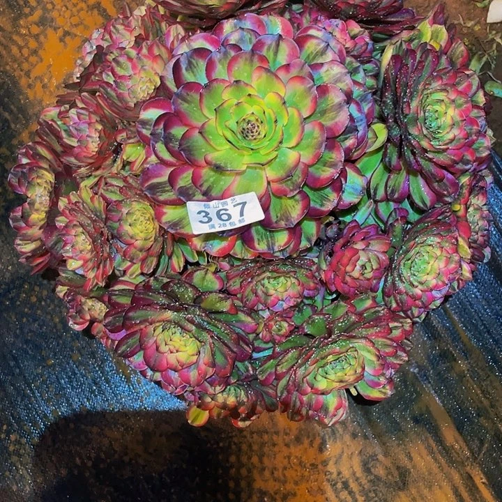 白*～367号多肉凌波仙子