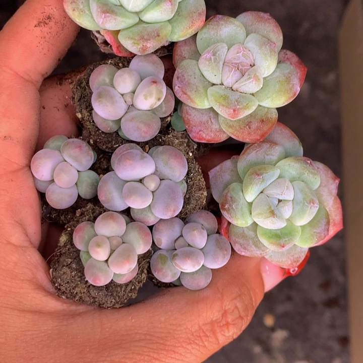 冰玉5颗  彩虹奶5颗 （满9.99包邮不满9.99发叶子）