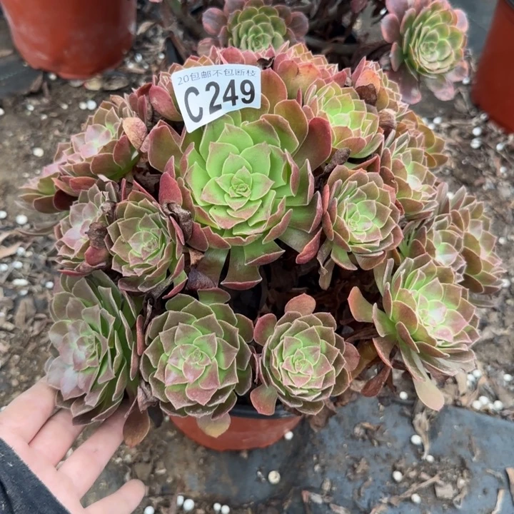 赤焰莲……多肉植物……