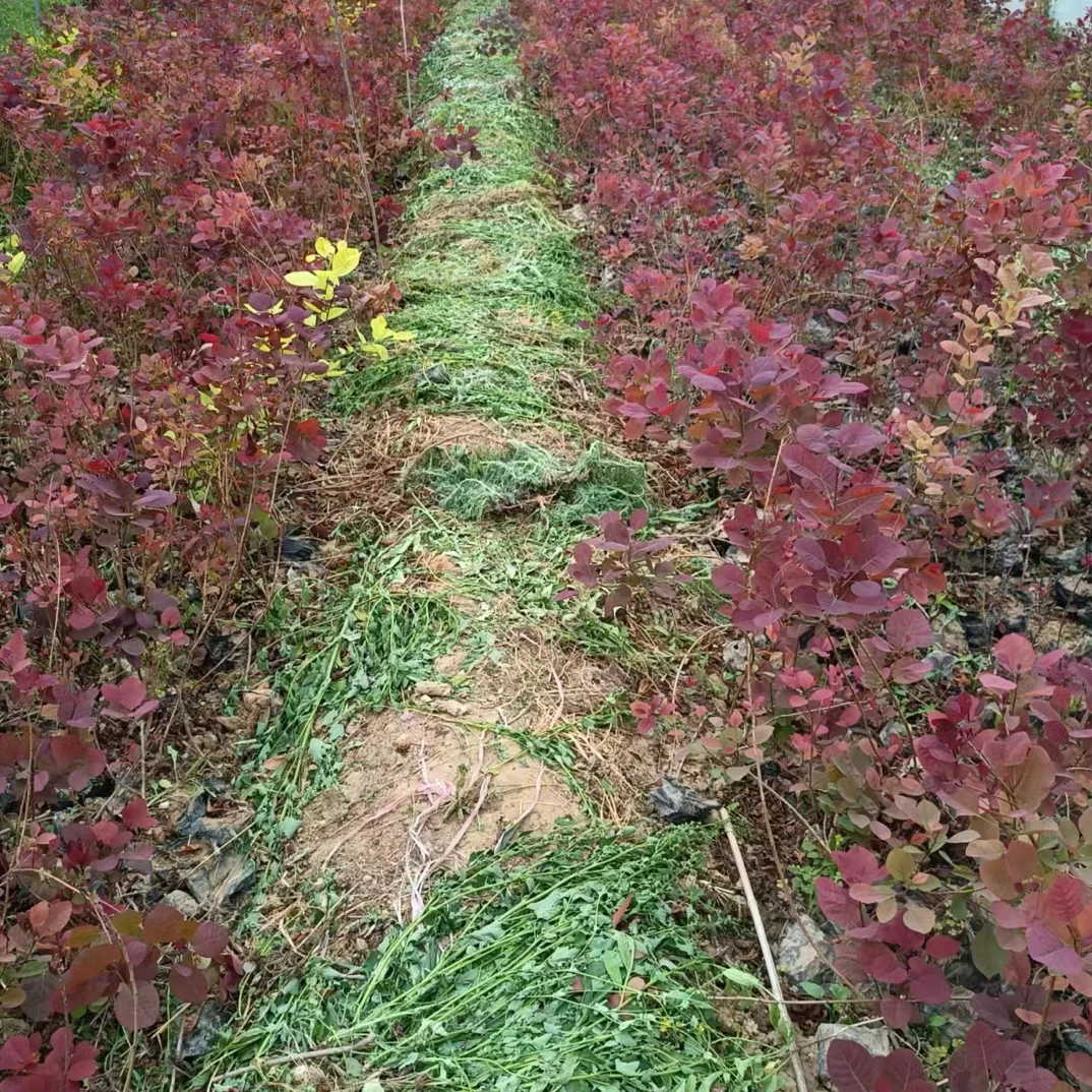 精品红栌苗熟桩适合庭院花园种植观赏叶植物