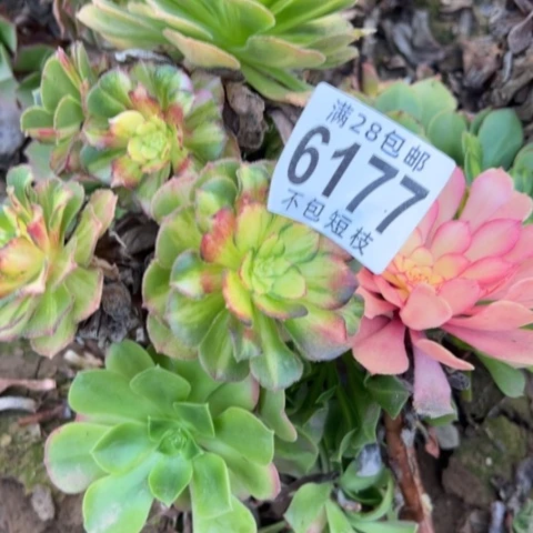 6177组合砍头多肉植物法师6177