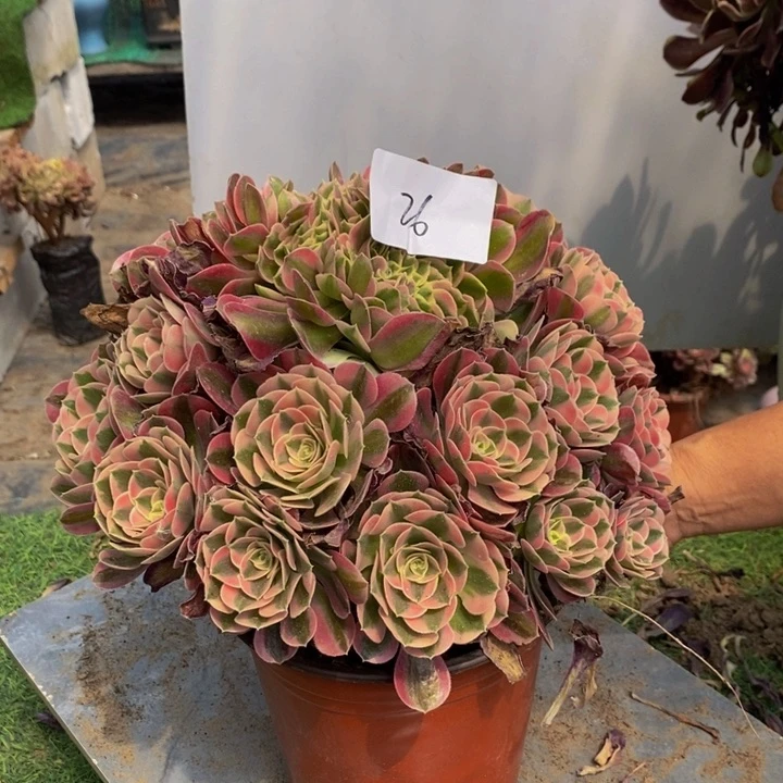 26号众星捧月香妃多肉1