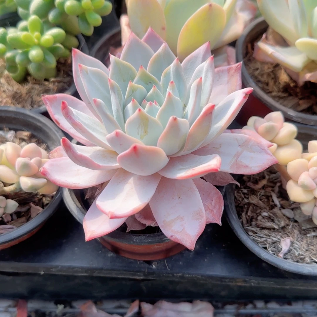 无花朵90粉色粉蓝鸟