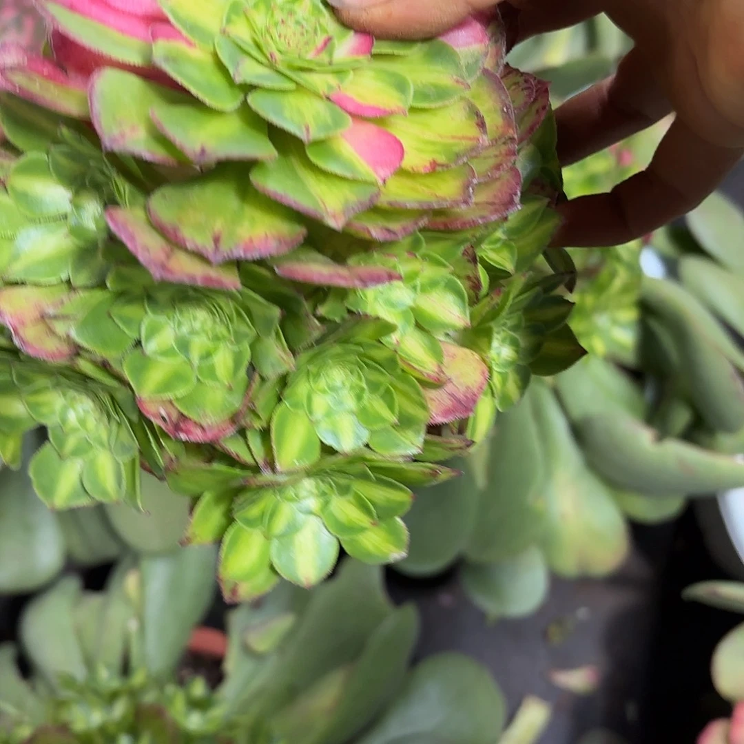 多肉植物知否143