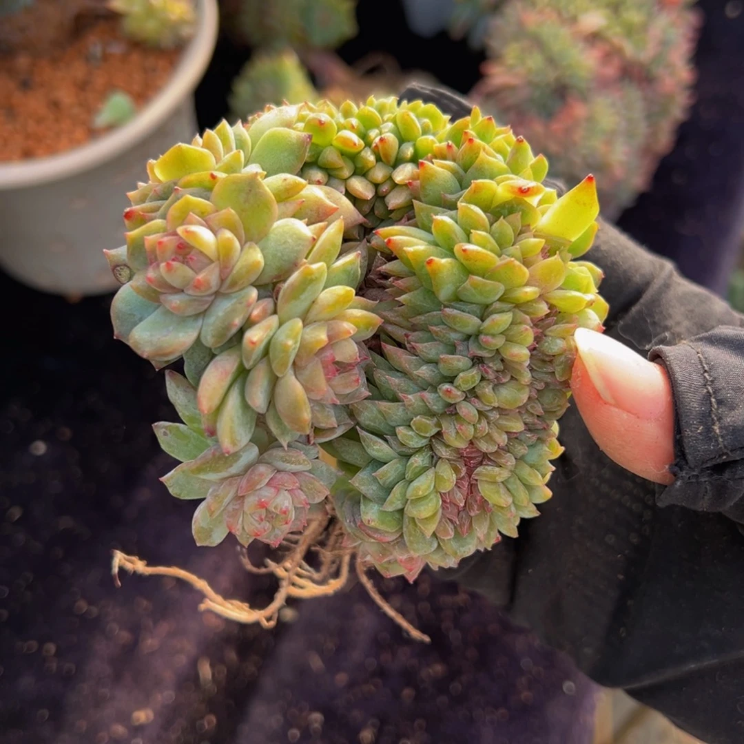 水蜜桃冰魄缀微瑕