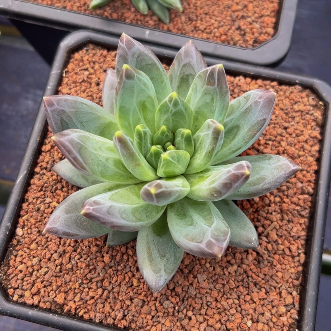 樱***i新品暗纹多肉一颗