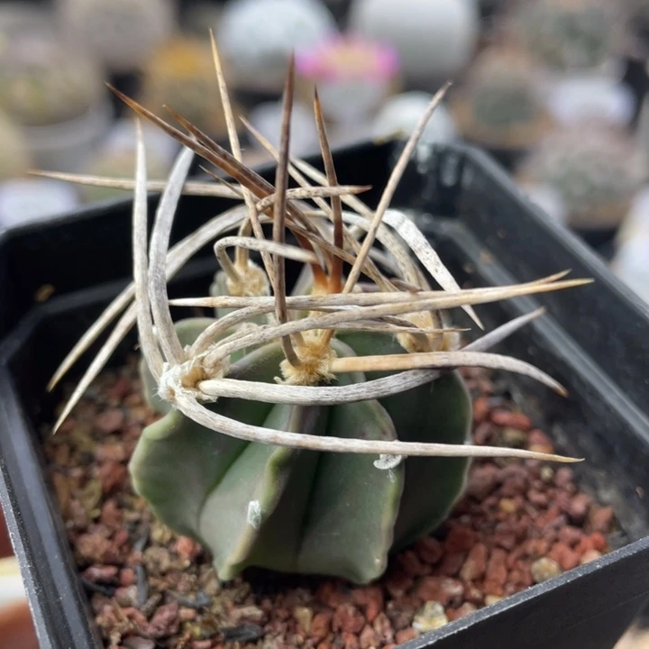 水牛大凤玉        实生根