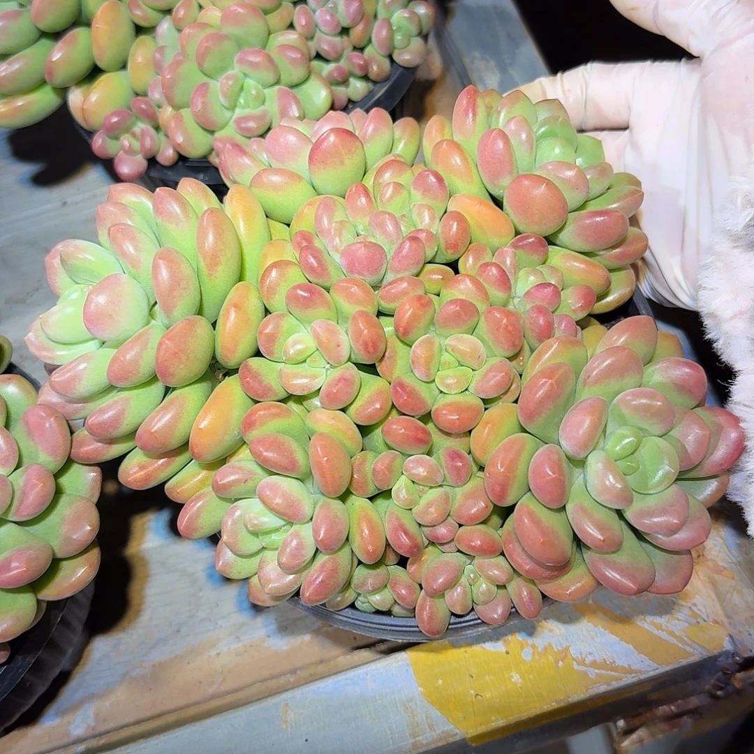 阳光玫瑰整无砍群生多肉