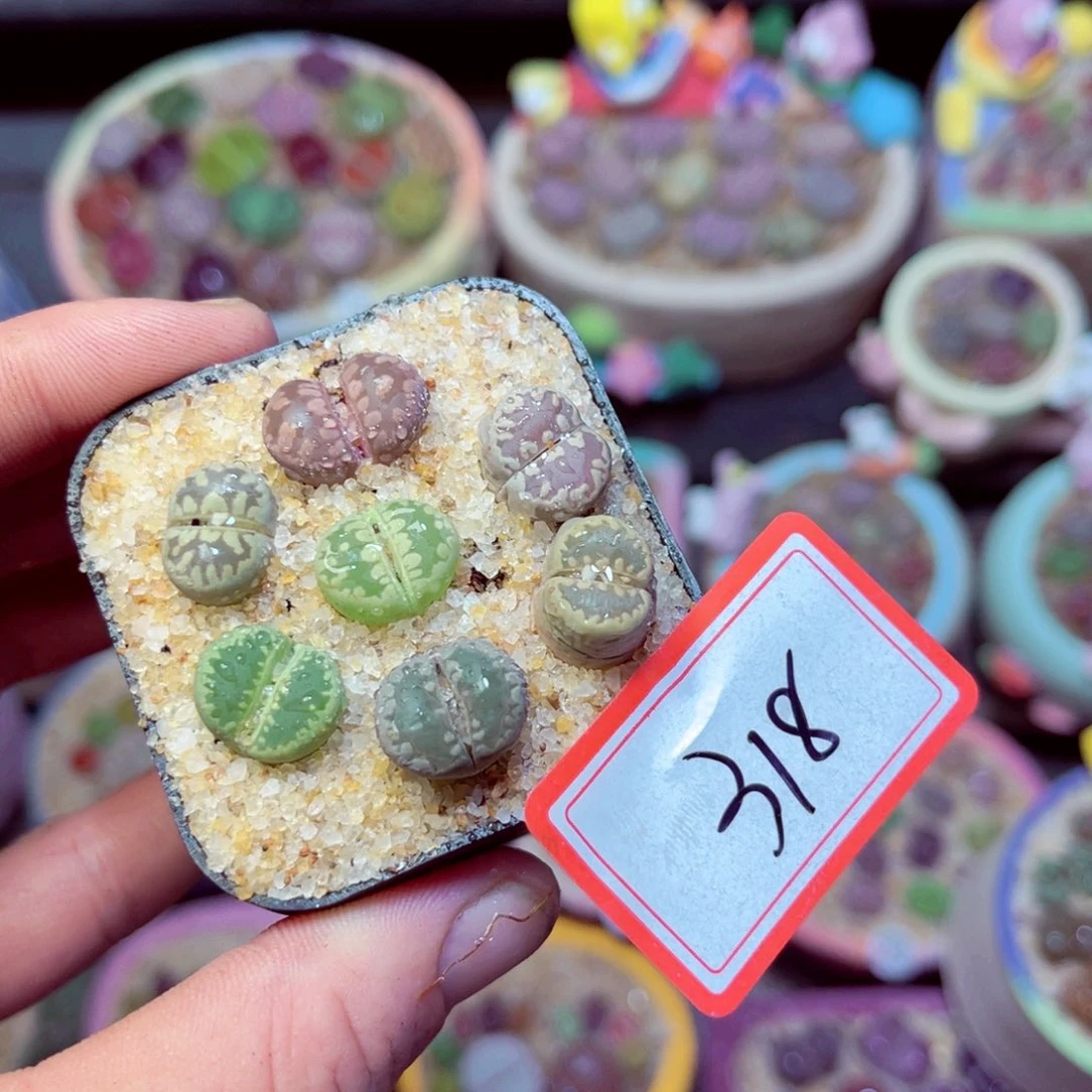 318生石花带盆发1