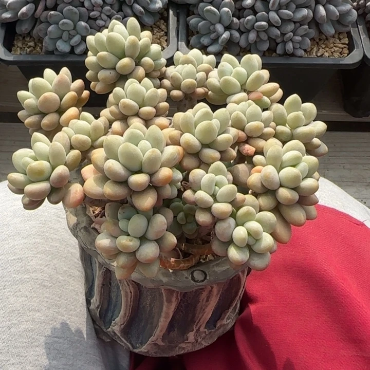 洛神杂老桩多肉五十包邮