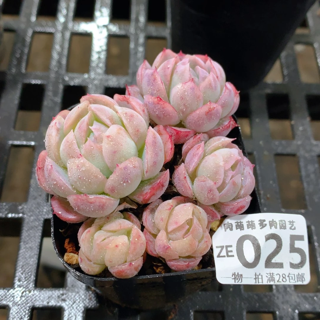 肉萌萌拇指盆精控多肉ZE025